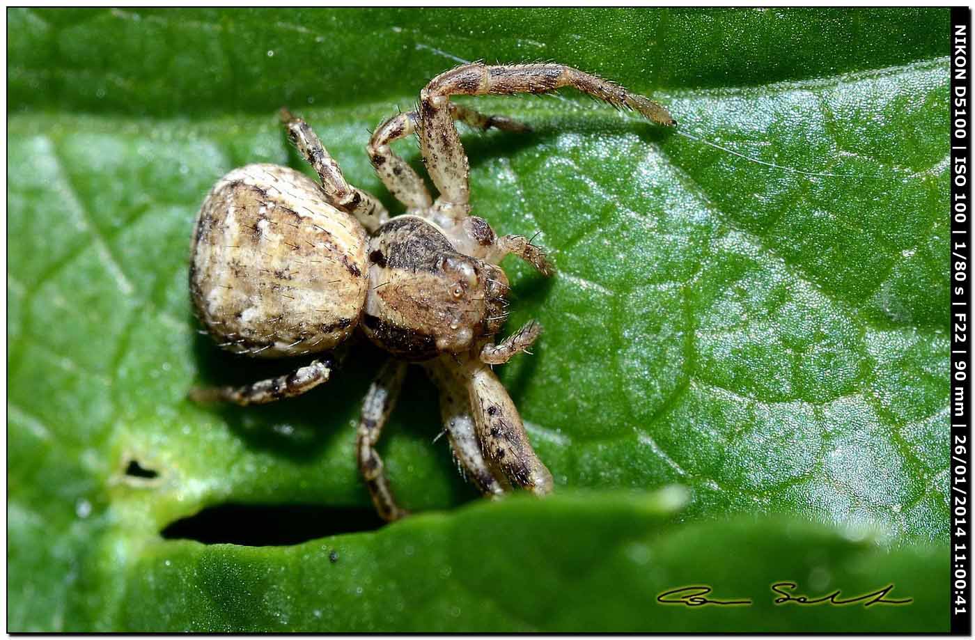 Xysticus sp. - Monte Santu Pedru (Alghero, SS)